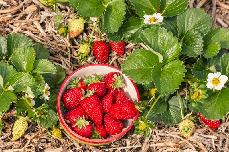 Strawberry Plants