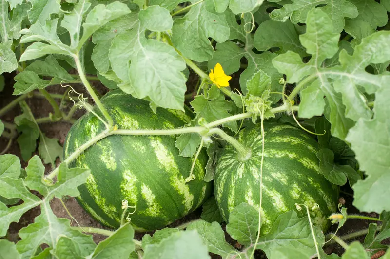 Photo of a watermelon plant