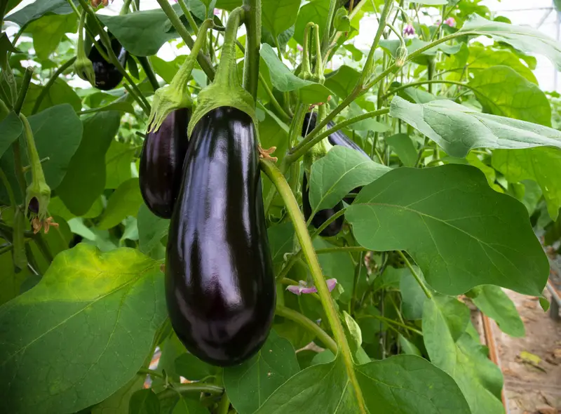 Photo of an Eggplant Plant