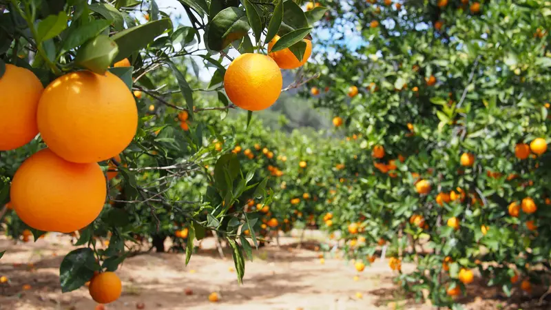 Photo of Orange Trees