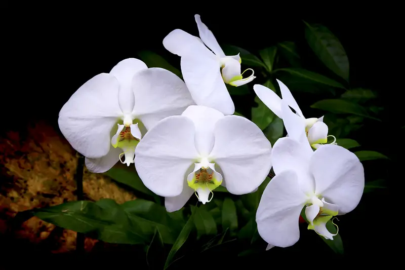 Photo of Orchids
