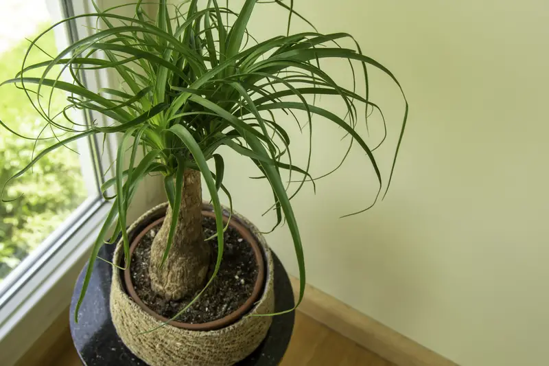 Photo of a ponytail palm plant sitting on a table