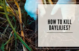 How To Kill Daylilies?- 6 Easy Ways